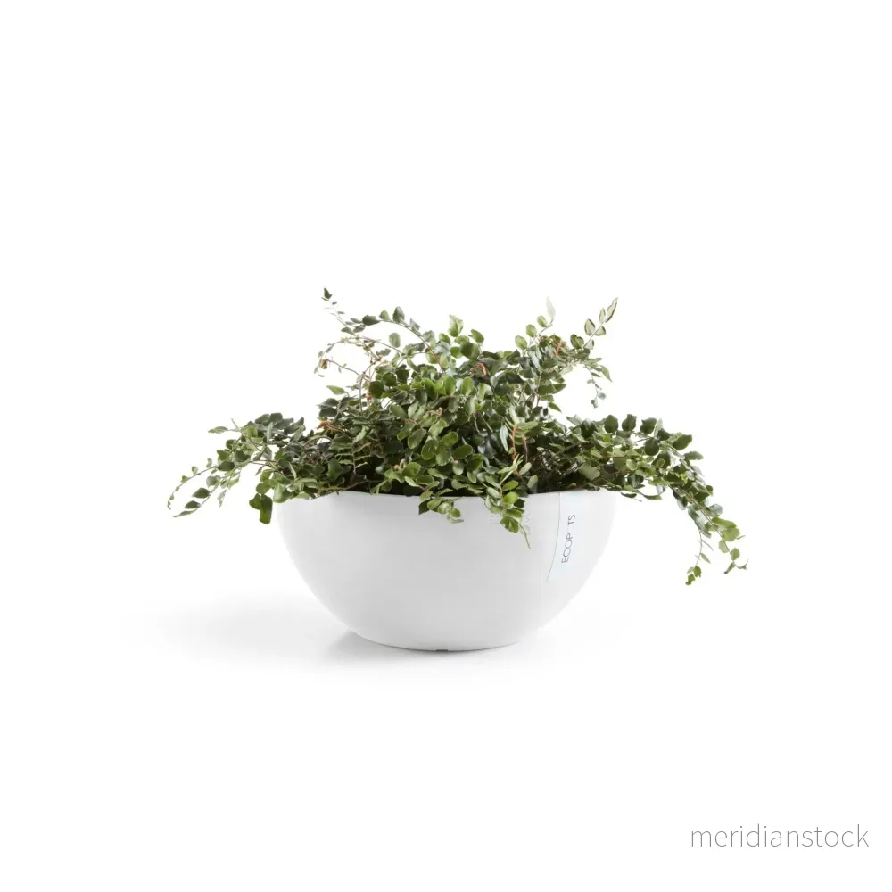Blomkruka Bryssel 30cm vit Blomkruka Bryssel 30cm vit