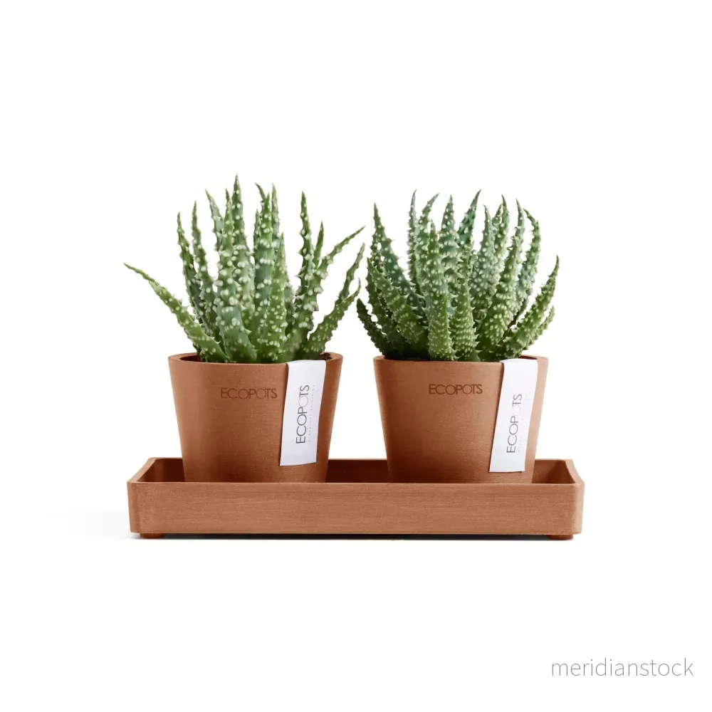 Kruka Amsterdam 8cm 2st & presentationsbricka 20cm terrakotta