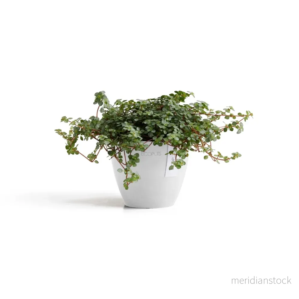 Kruka Antwerpen 11cm vit Kruka Antwerpen 11cm vit