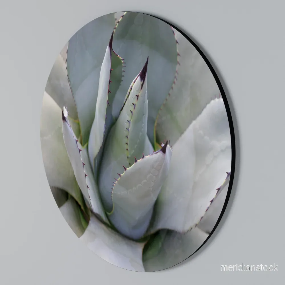 AGAVE ELEGANCE Rund väggdekor - Bild 2