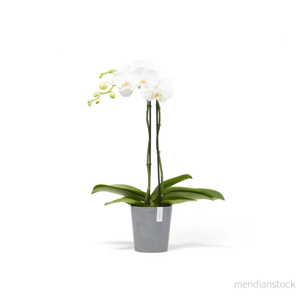 Kruka Morinda 14cm blågrå