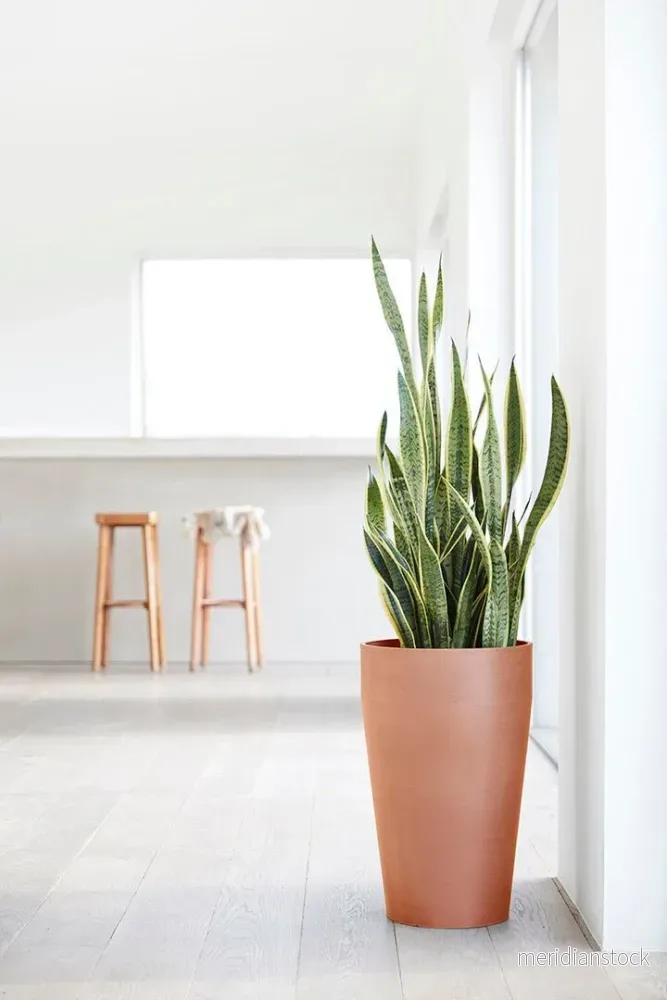 Kruka Sankara medelhög 55cm terrakotta - Bild 3
