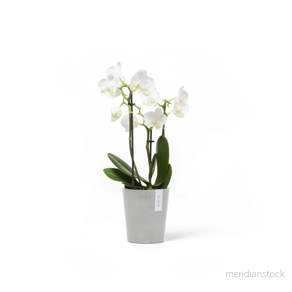 Kruka Morinda 11cm vitgrå