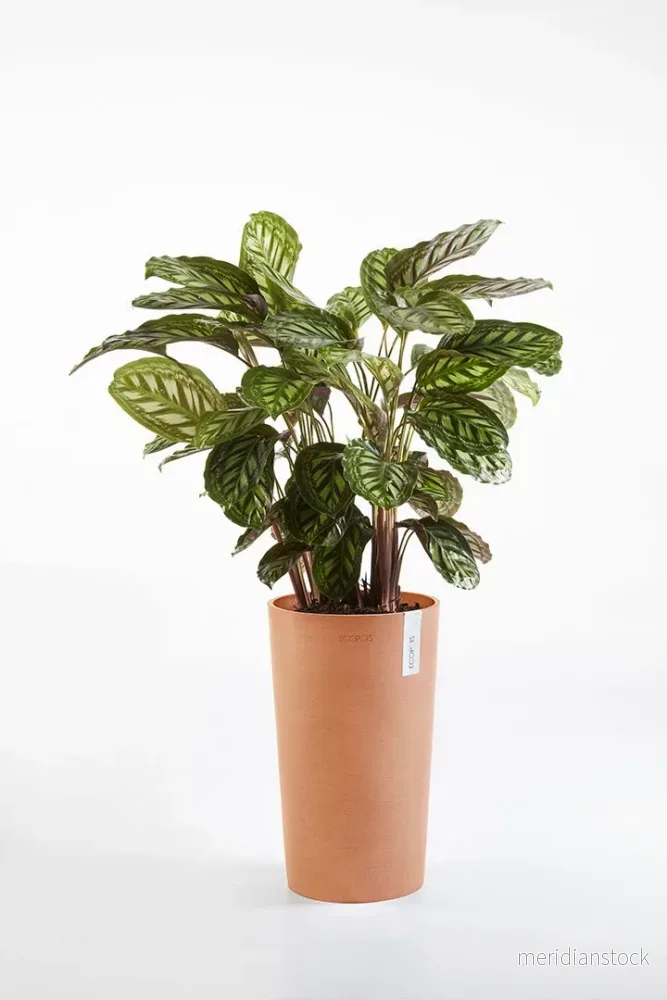 Kruka Amsterdam medelhög 66cm terrakotta Kruka Amsterdam medelhög 66cm terrakotta