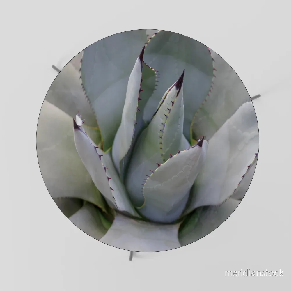 AGAVE ELEGANCE Soffbord - Bild 2