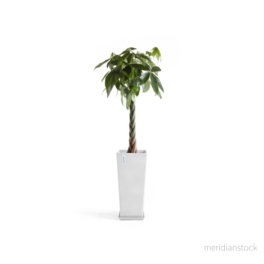 Blomkruka Rotterdam hög 70cm vit - Bild 2