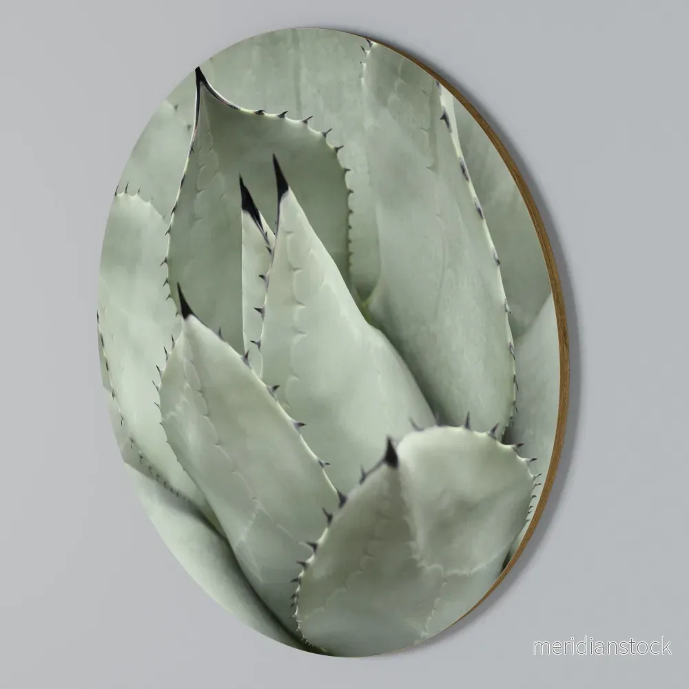 MYSTICAL SUCCULENT DREAM Rund väggdekor