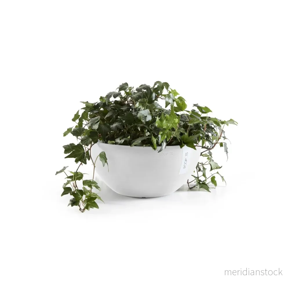 Blomkruka Bryssel 30cm vit - Bild 2