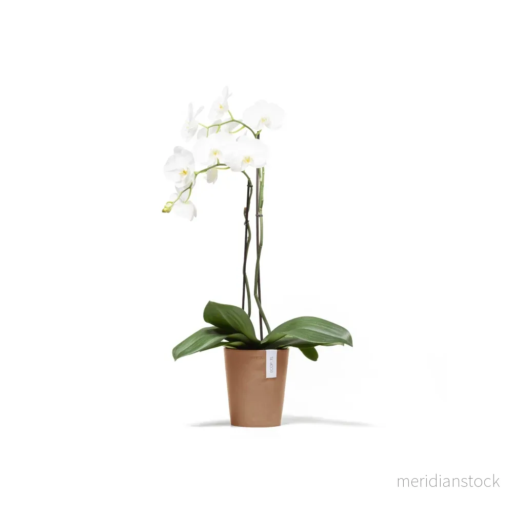 Kruka Morinda 17cm terrakotta