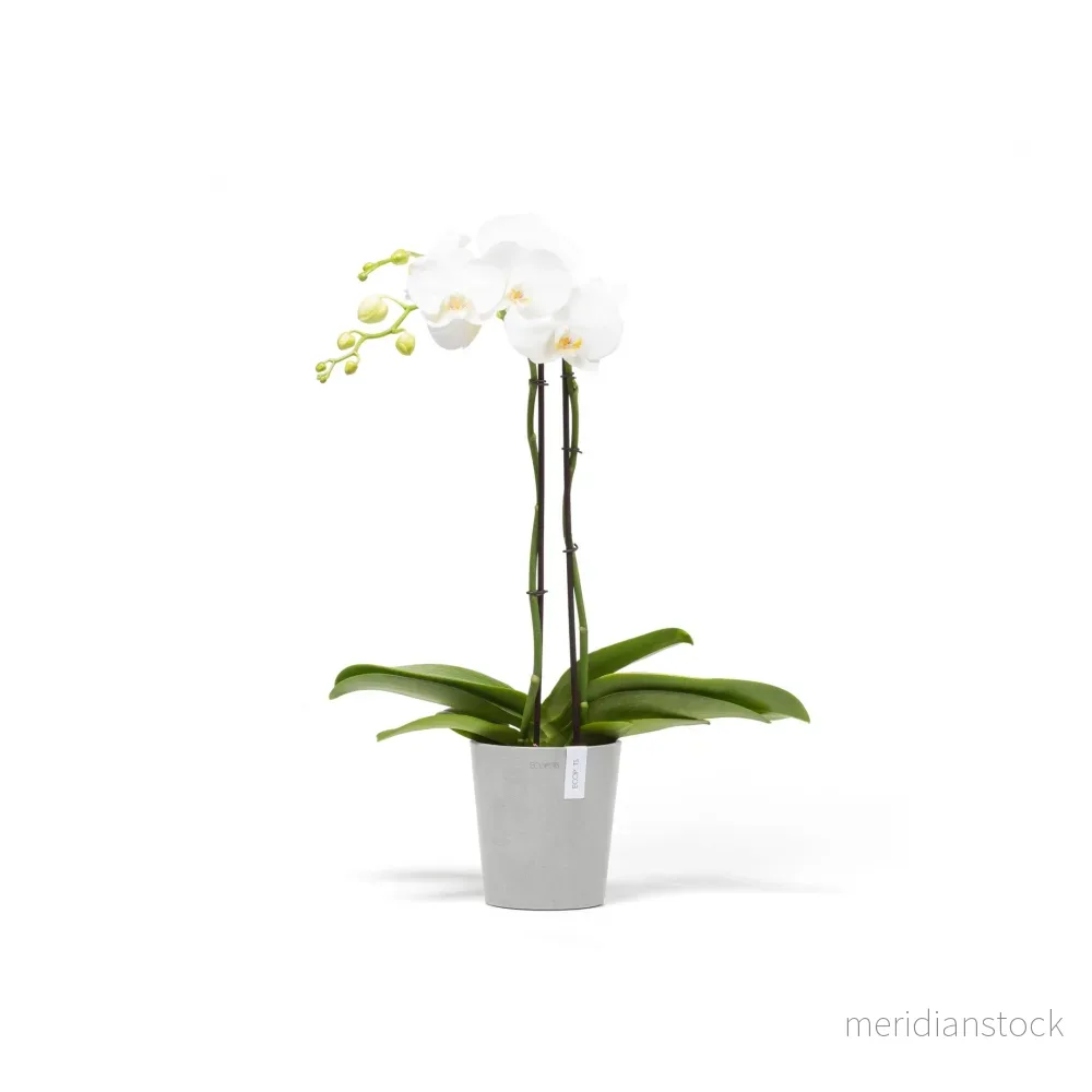 Kruka Morinda 14cm vitgrå