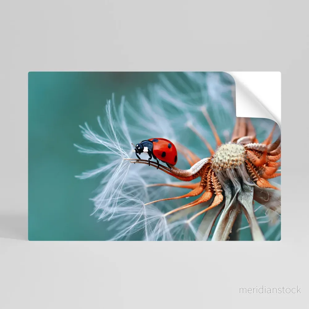 LADYBUG BALANCE Självhäftande Horisontell Poster - Bild 2