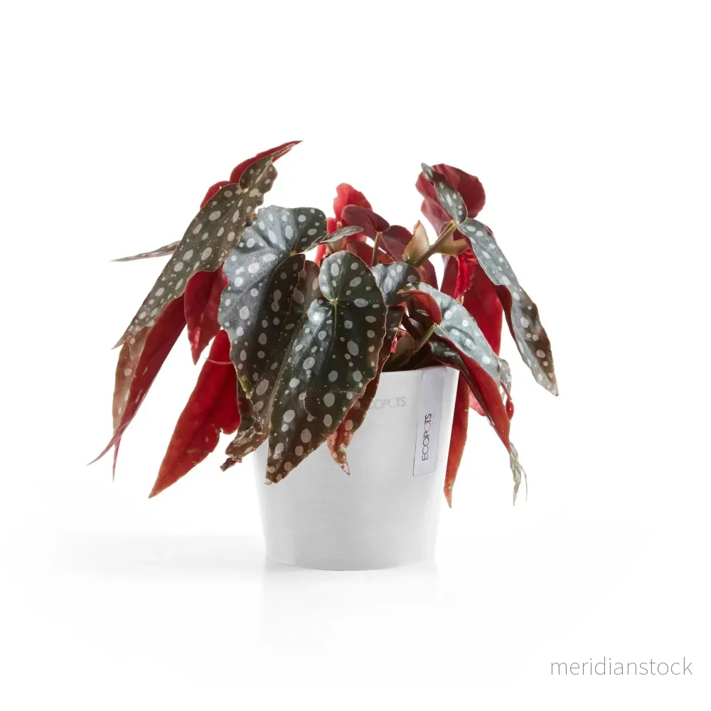 Kruka Amsterdam 13 cm vit Kruka Amsterdam 13 cm vit