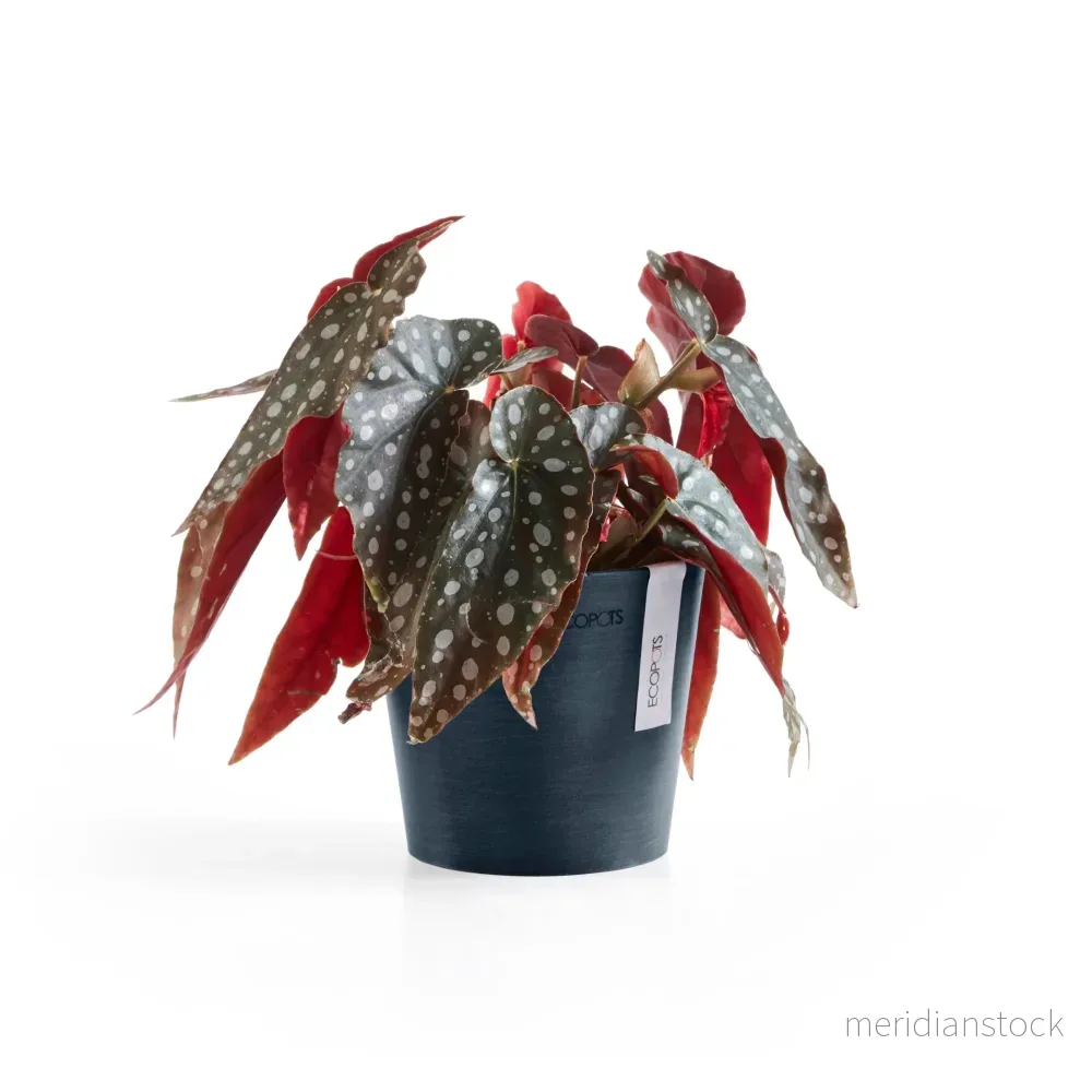Kruka Amsterdam 13cm mörkblå Kruka Amsterdam 13cm mörkblå