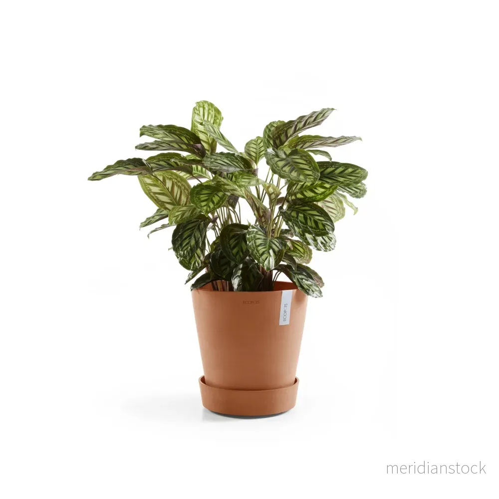 Krukfat Amsterdam med hjul 50cm terrakotta - Bild 2