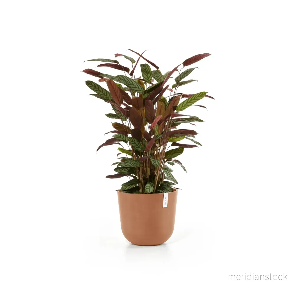 Kruka Oslo 35cm terrakotta
