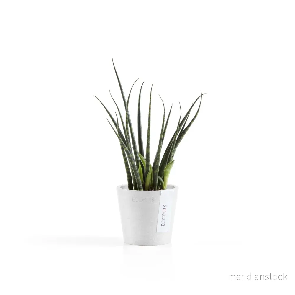 Kruka Amsterdam 8cm vit