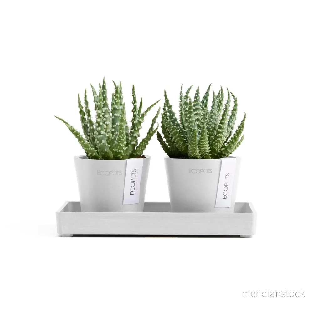 Kruka Amsterdam 8cm 2st & presentationsbricka 20cm vit Kruka Amsterdam 8cm 2st & presentationsbricka 20cm vit