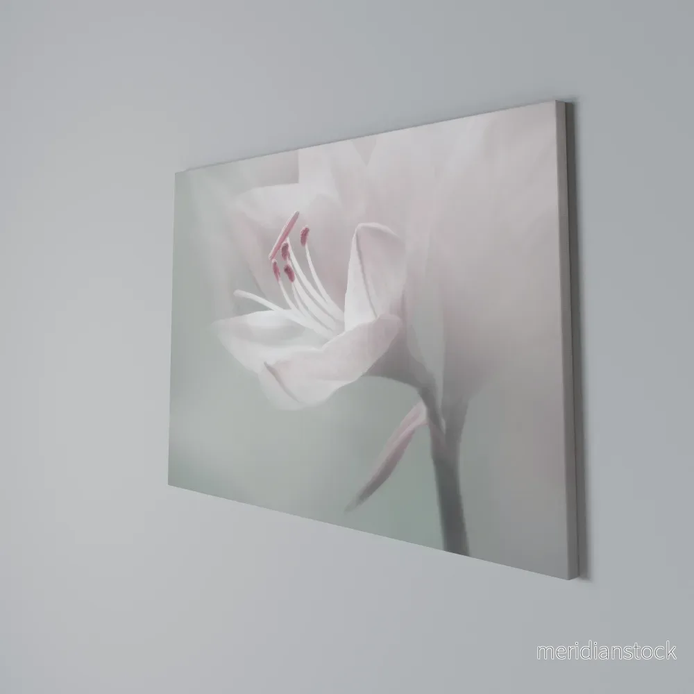GENTLE LILY Horizontal Canvas Print - Bild 3