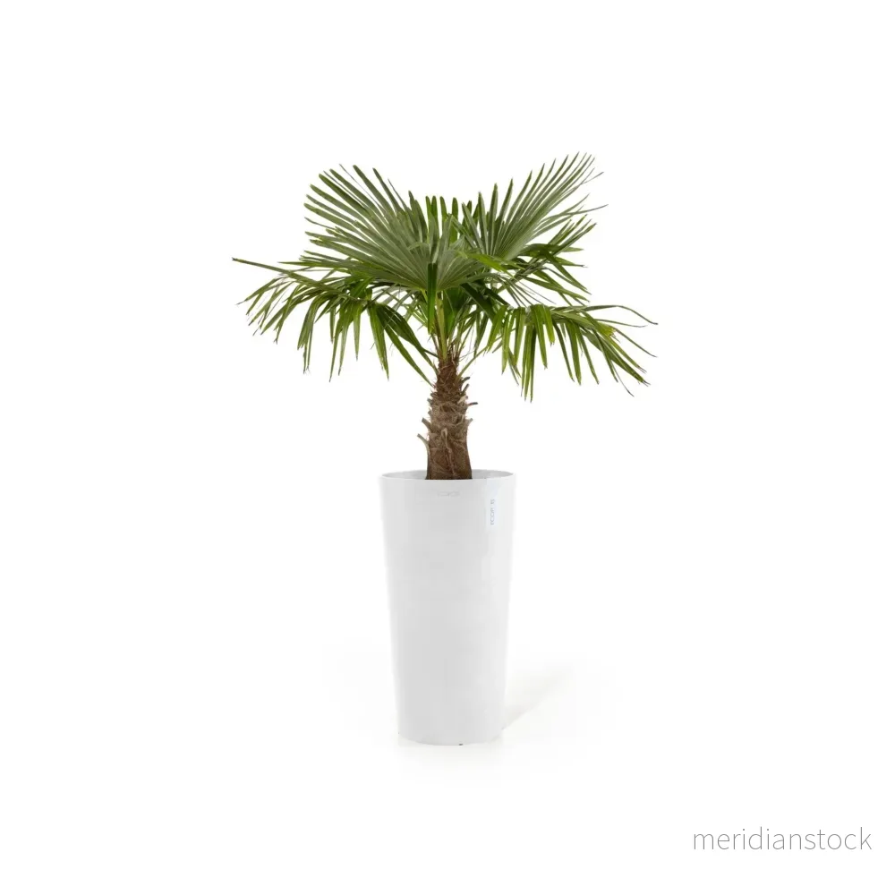 Kruka Amsterdam hög 76cm vit Kruka Amsterdam hög 76cm vit