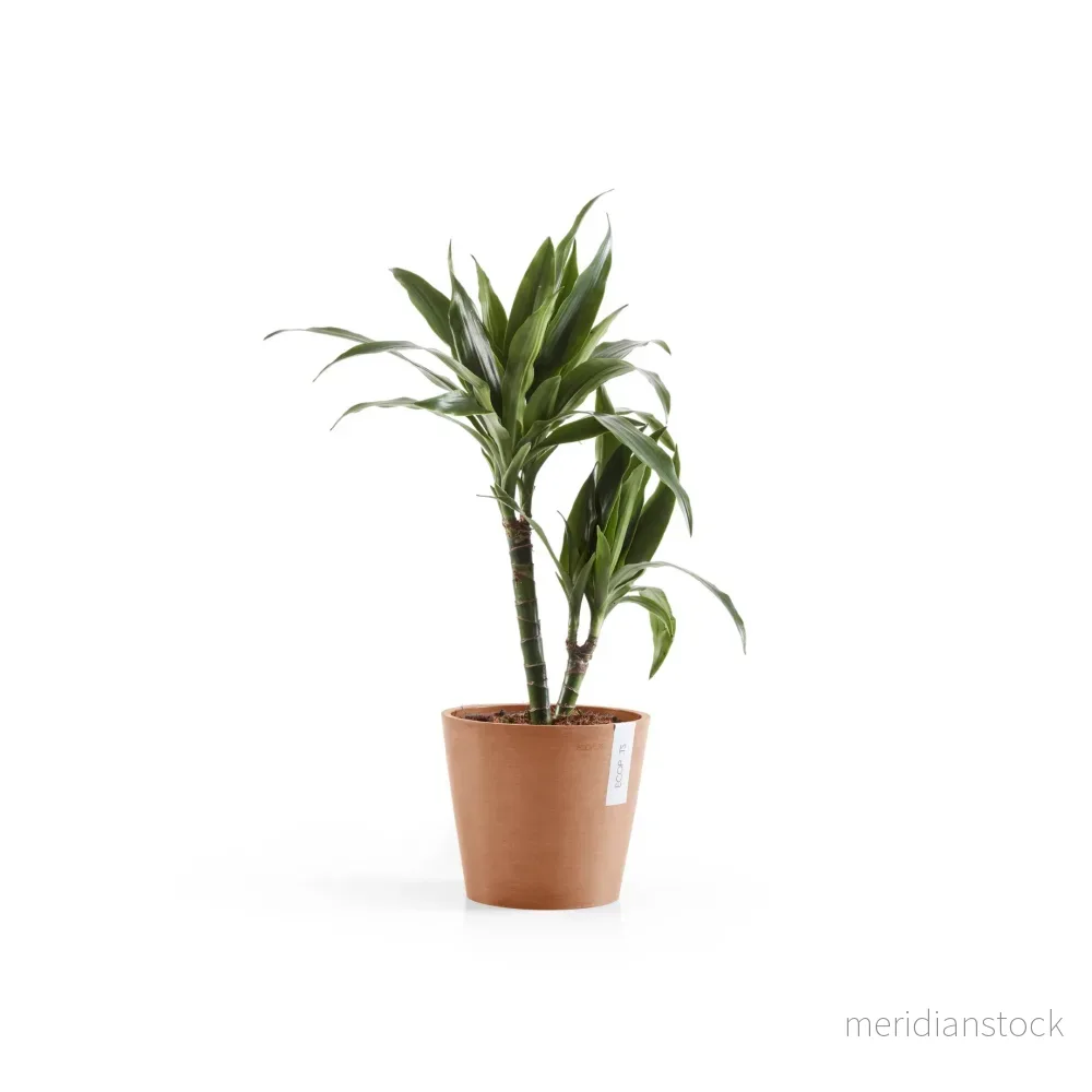 Kruka Amsterdam 20cm terrakotta Kruka Amsterdam 20cm terrakotta