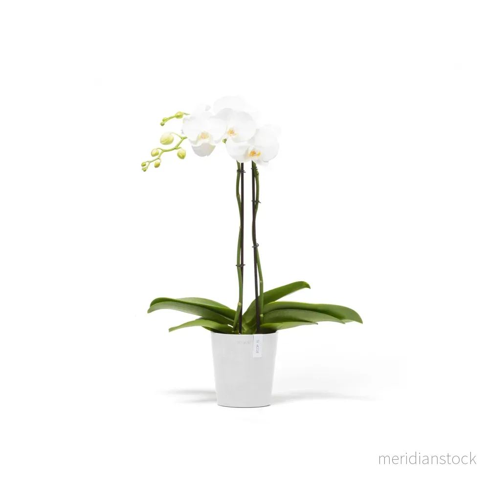 Kruka Morinda 14cm vit
