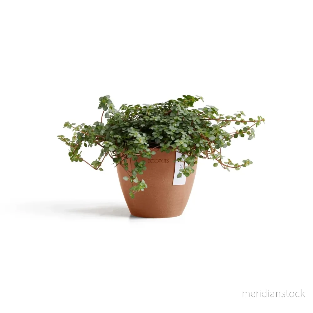 Kruka Antwerpen 11cm terrakotta Kruka Antwerpen 11cm terrakotta