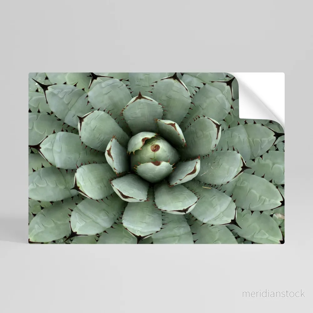 SUCCULENT SYMMETRY Självhäftande Horisontell Poster SUCCULENT SYMMETRY Självhäftande Horisontell Poster