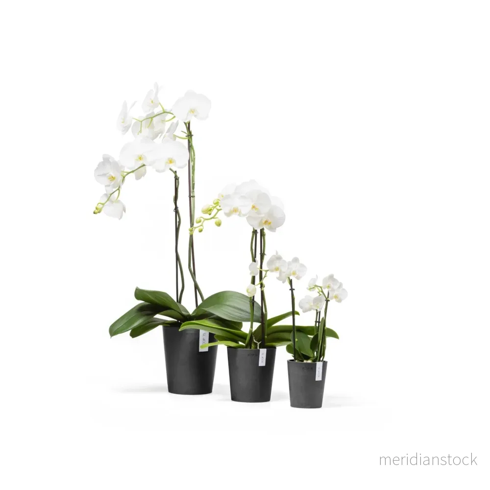 Kruka Morinda 17cm mörkgrå - Bild 2