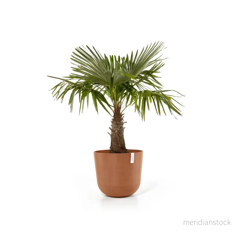 Kruka Oslo 75cm terrakotta