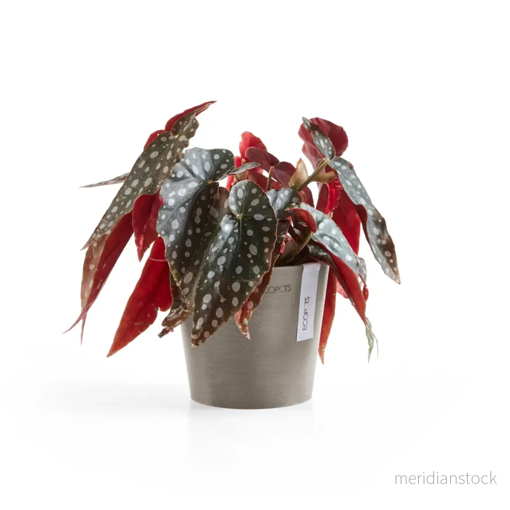 Kruka Amsterdam 13cm taupe