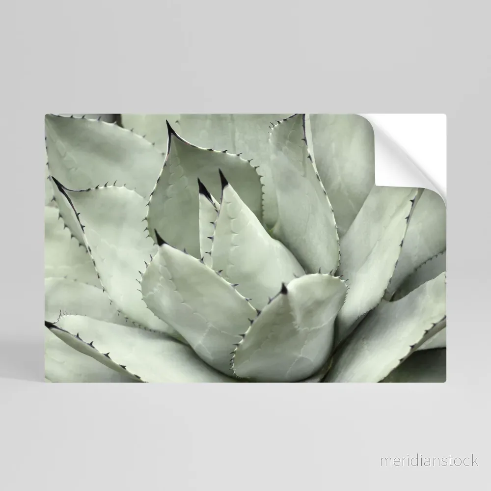 MYSTICAL SUCCULENT DREAM Självhäftande Horisontell Poster MYSTICAL SUCCULENT DREAM Självhäftande Horisontell Poster