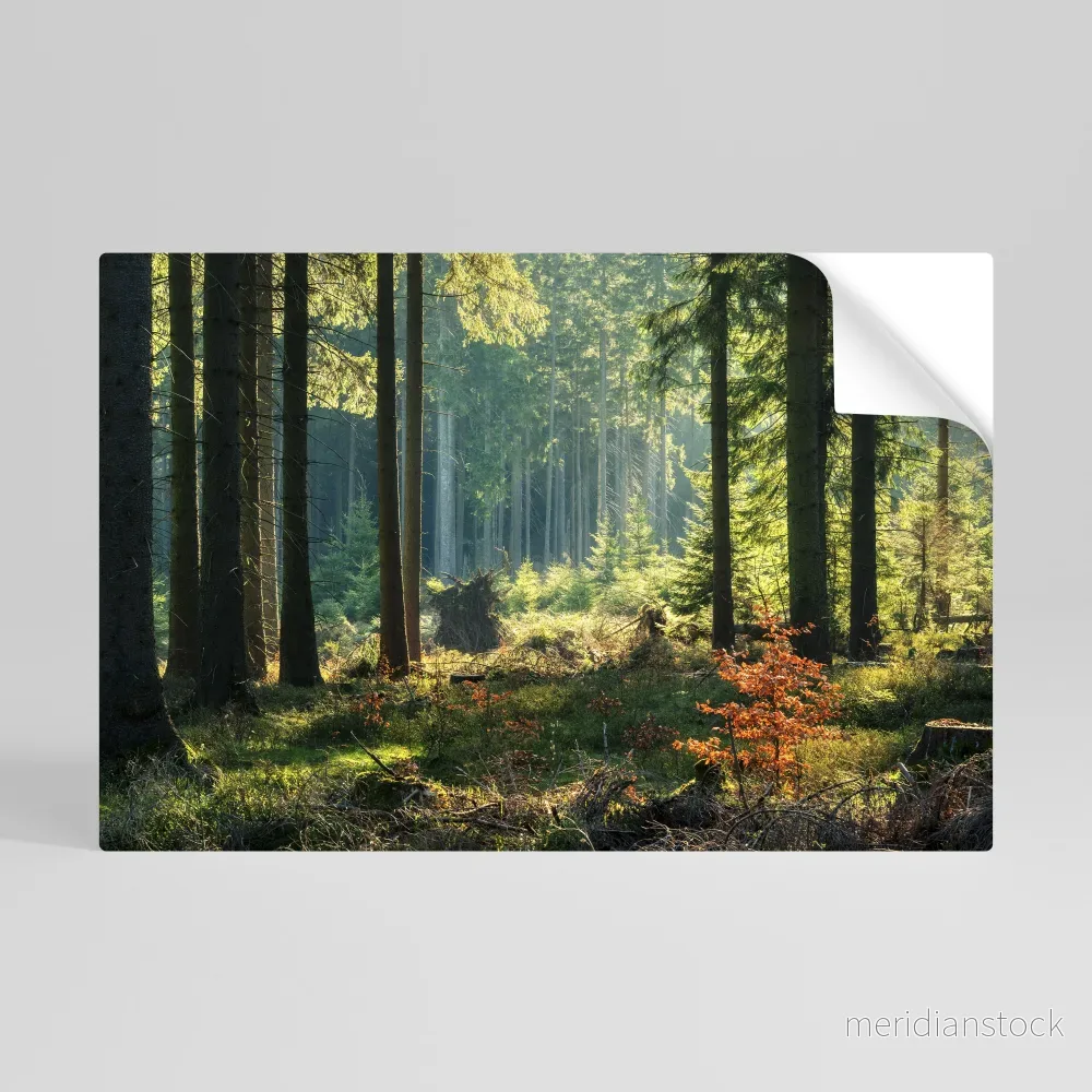 SUNLIT FOREST SERENADE Självhäftande Horisontell Poster - Bild 3