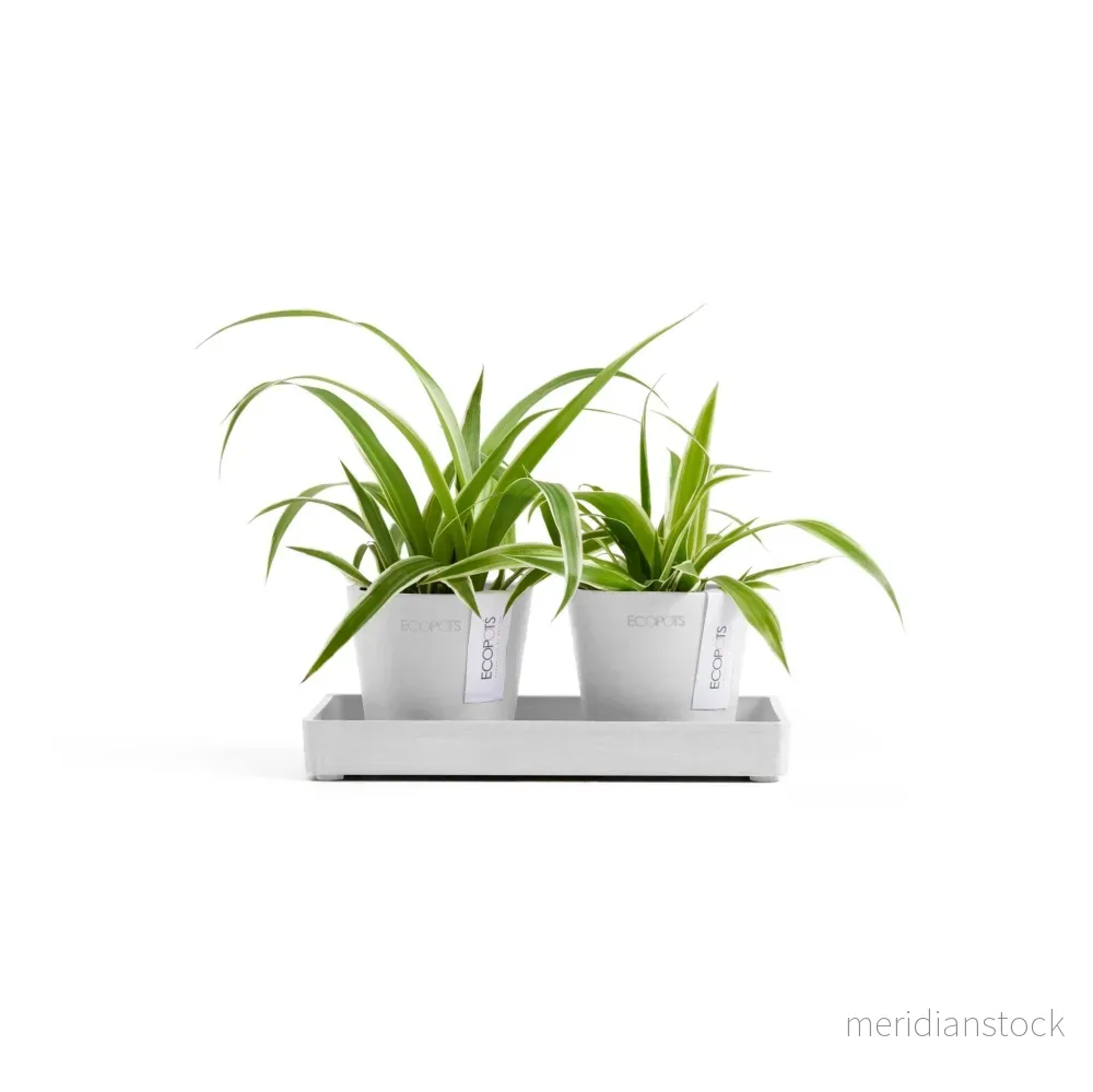 Kruka Amsterdam 8cm 2st & presentationsbricka 20cm vit - Bild 2