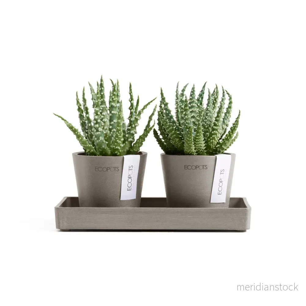 Kruka Amsterdam 8cm 2st & presentationsbricka 20cm taupe