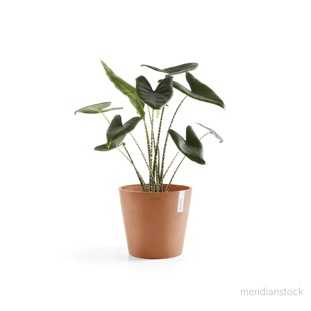 Kruka Amsterdam 40cm terrakotta