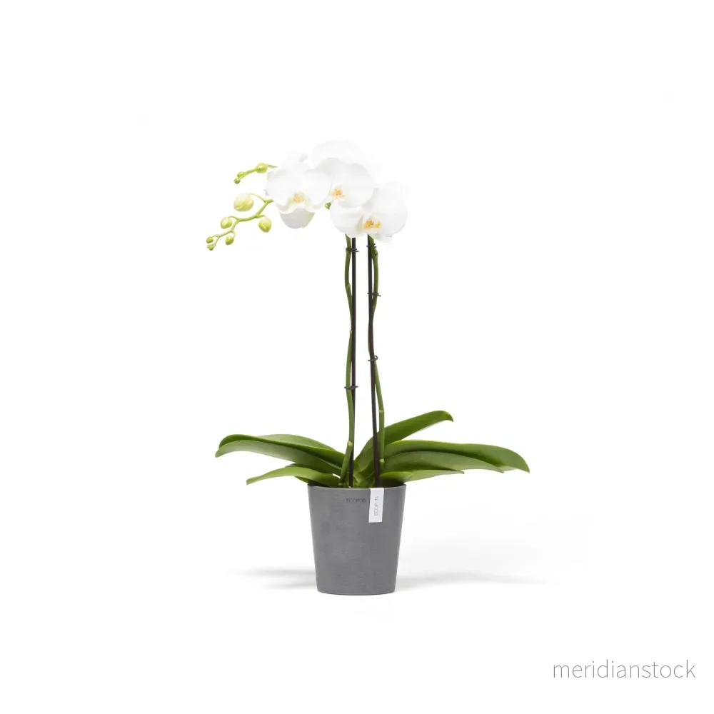 Kruka Morinda 14cm grå