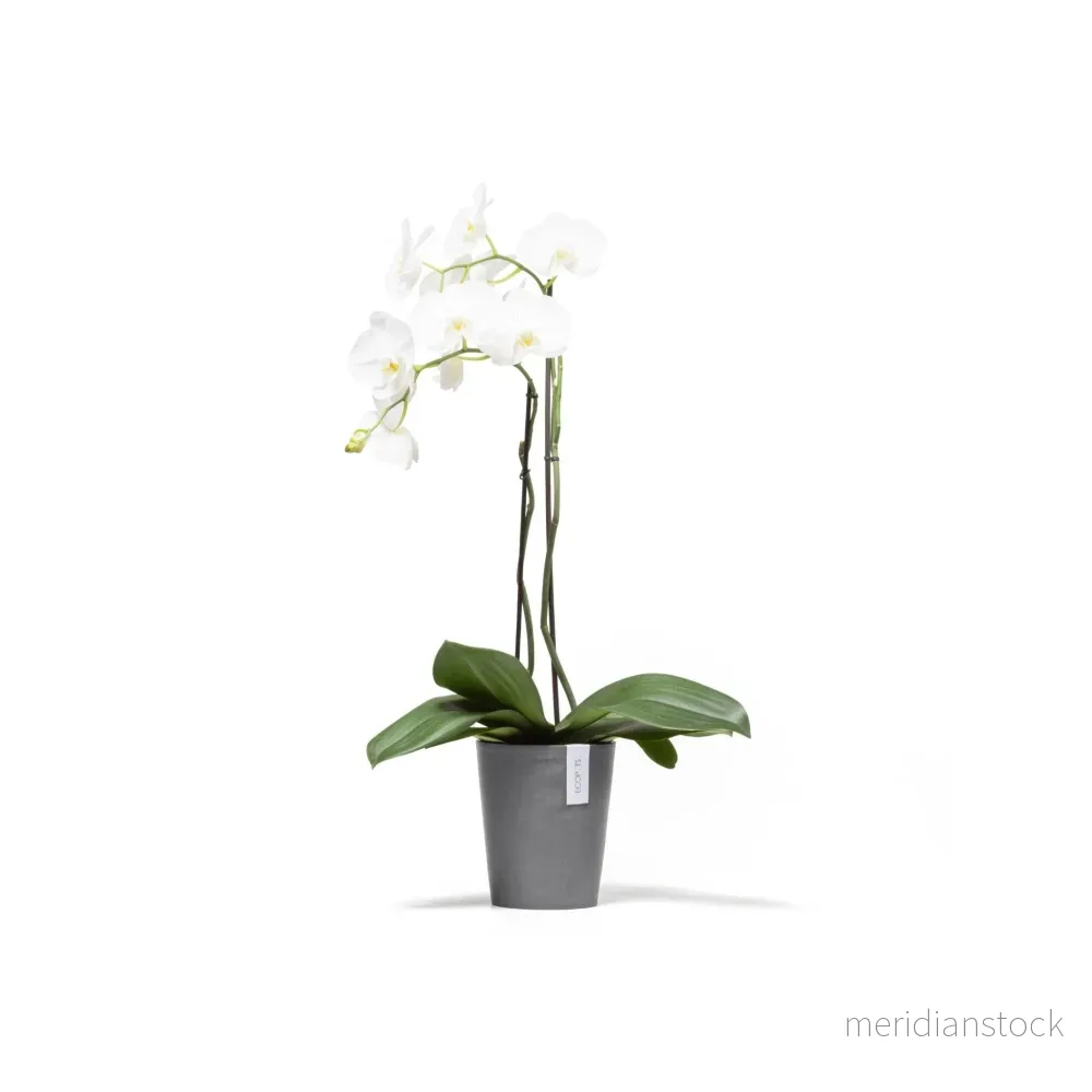 Kruka Morinda 17cm grå