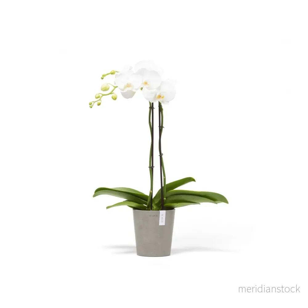 Kruka Morinda 14cm taupe
