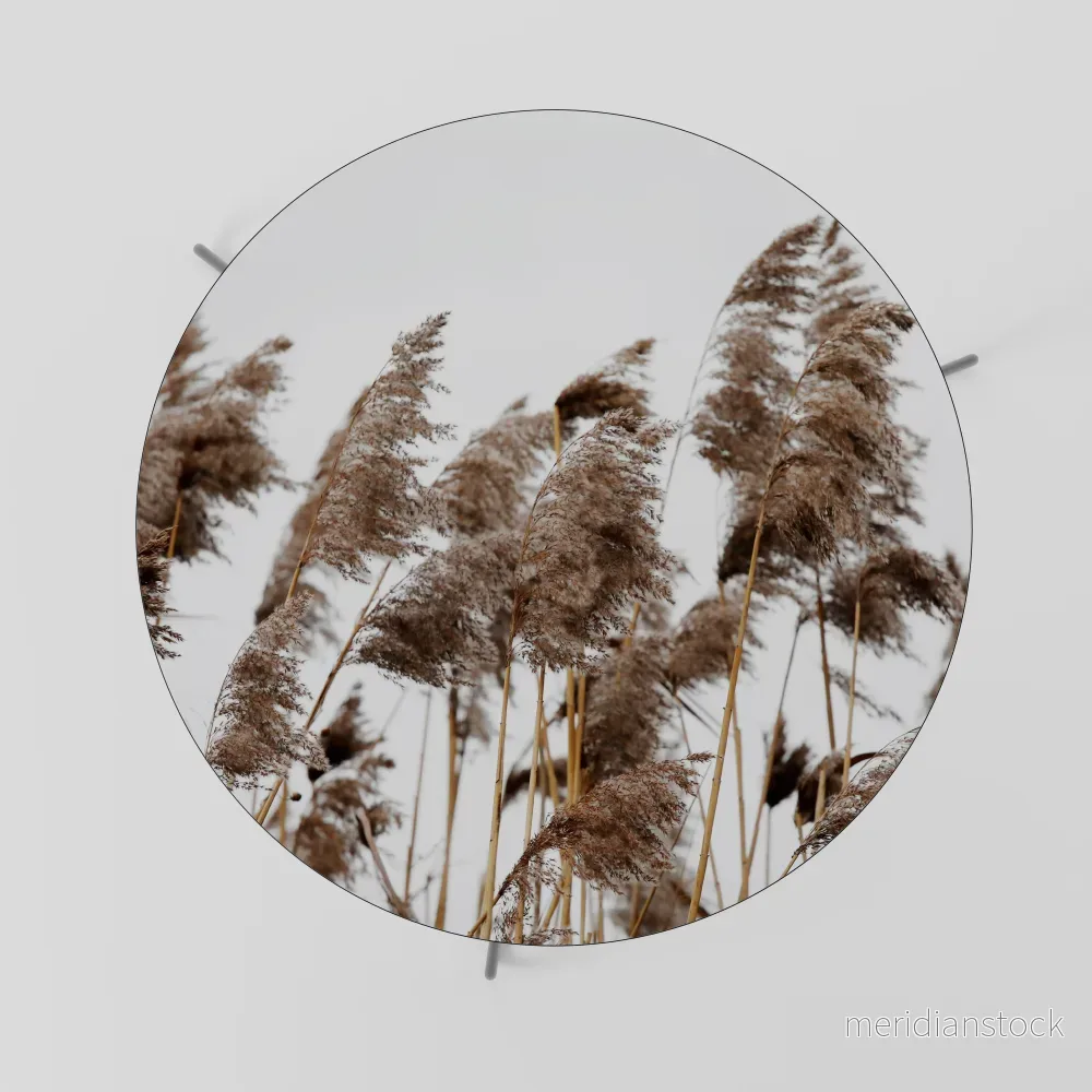 DANCE OF REEDS Soffbord - Bild 2