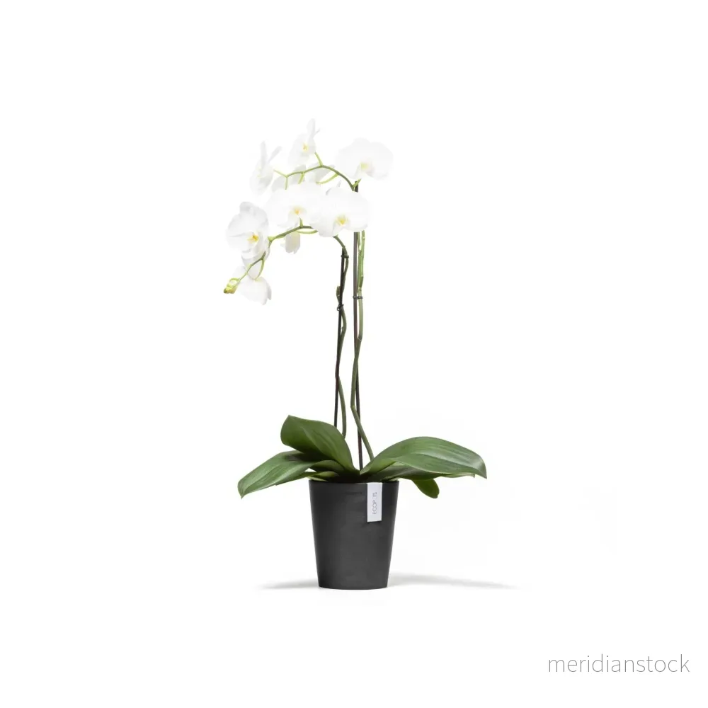 Kruka Morinda 17cm mörkgrå Kruka Morinda 17cm mörkgrå