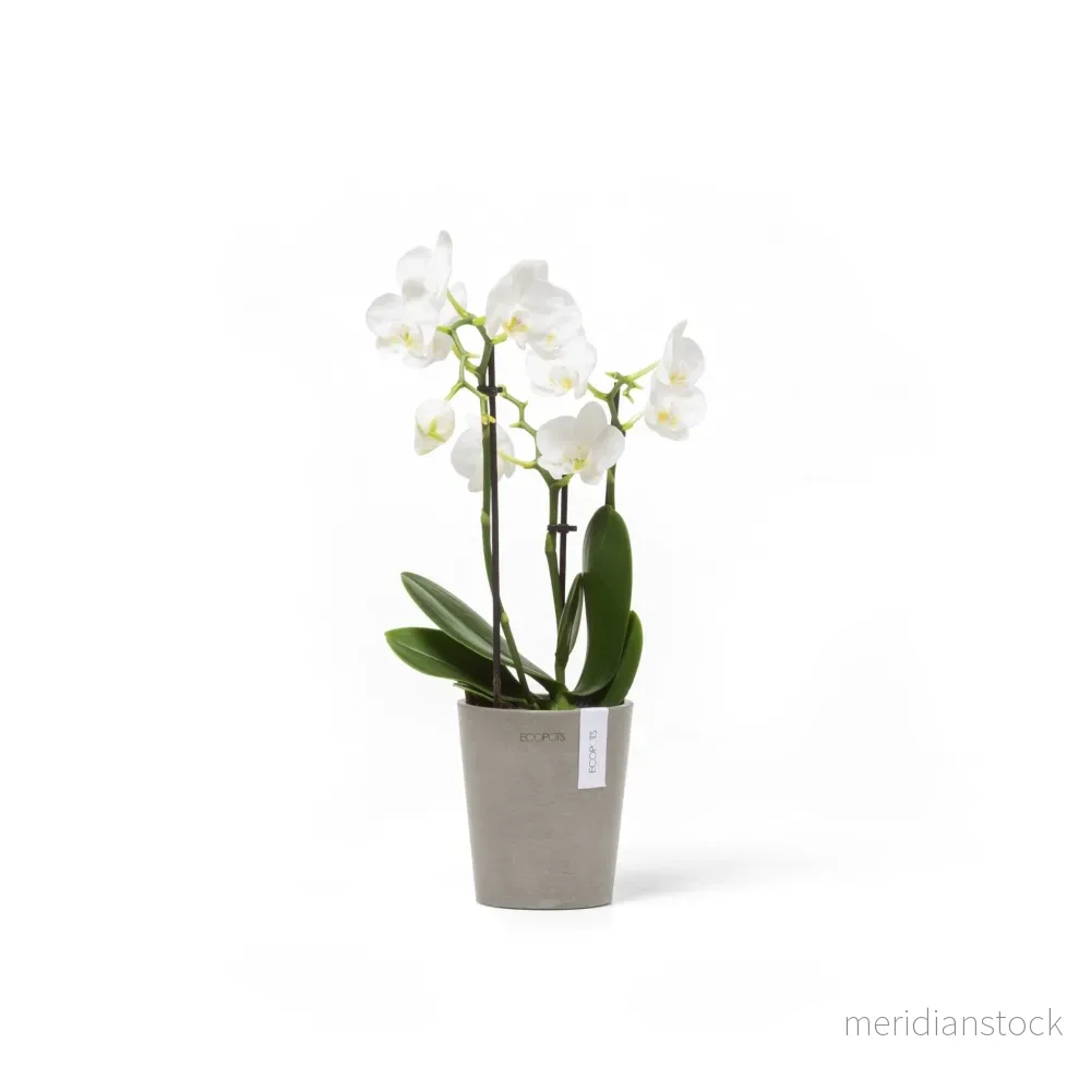 Kruka Morinda 11cm taupe Kruka Morinda 11cm taupe