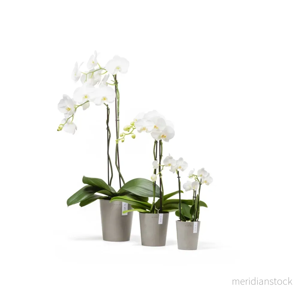 Kruka Morinda 17cm taupe - Bild 2