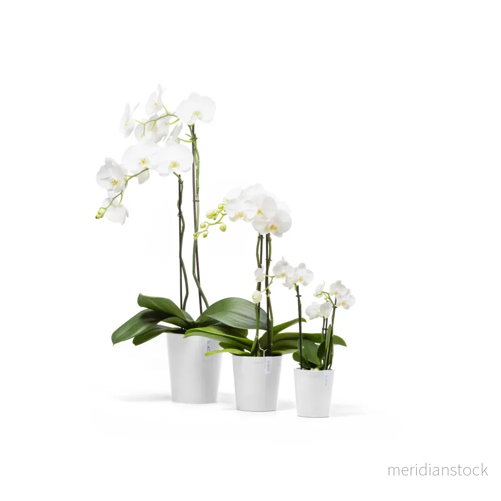 Kruka Morinda 14cm vit - Bild 3