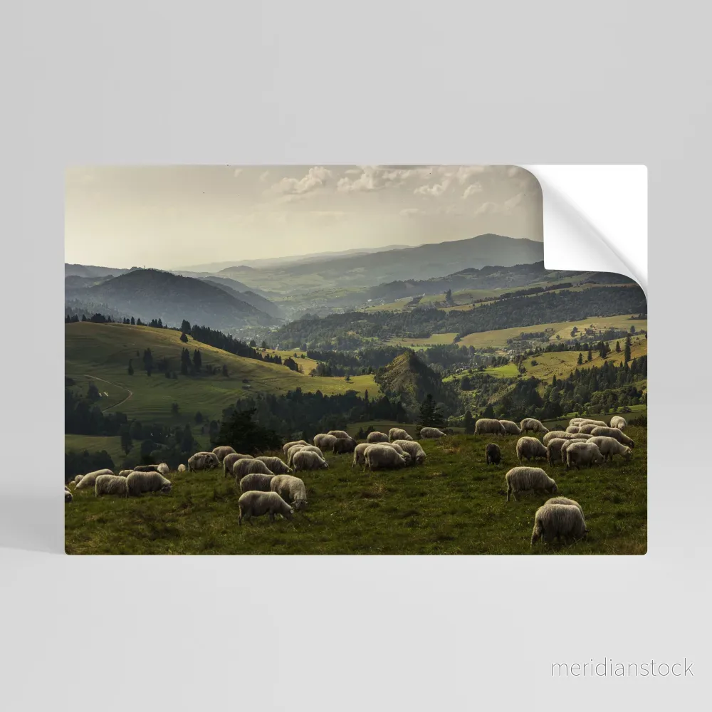 SHEEP IN SERENITY Självhäftande Horisontell Poster SHEEP IN SERENITY Självhäftande Horisontell Poster