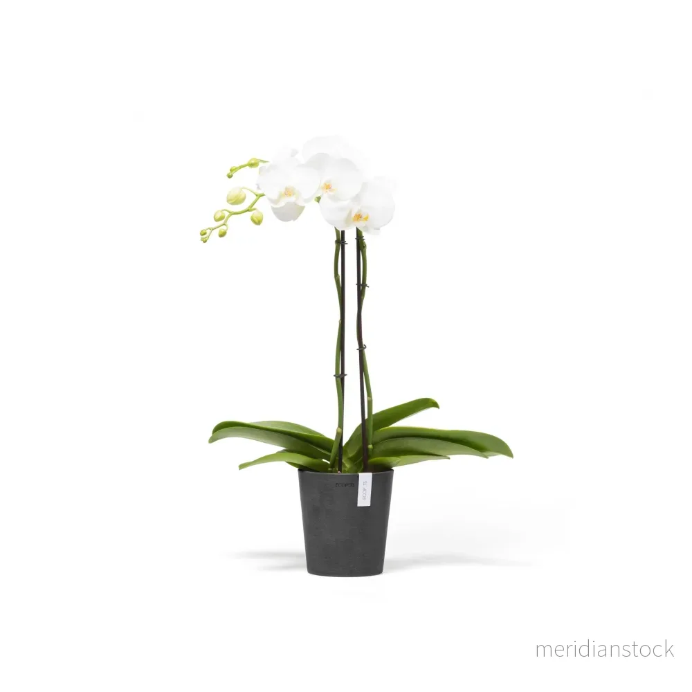 Kruka Morinda 14cm mörkgrå