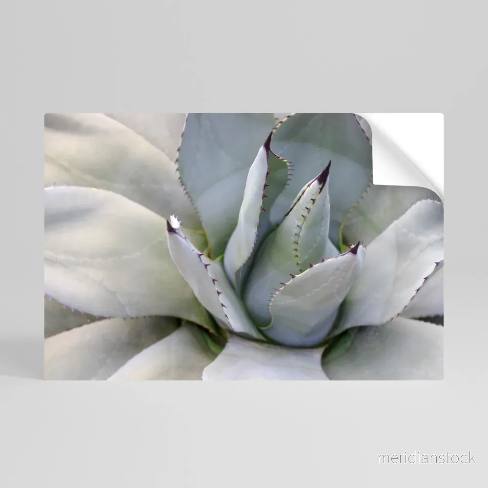AGAVE ELEGANCE Självhäftande Horisontell Poster - Bild 3