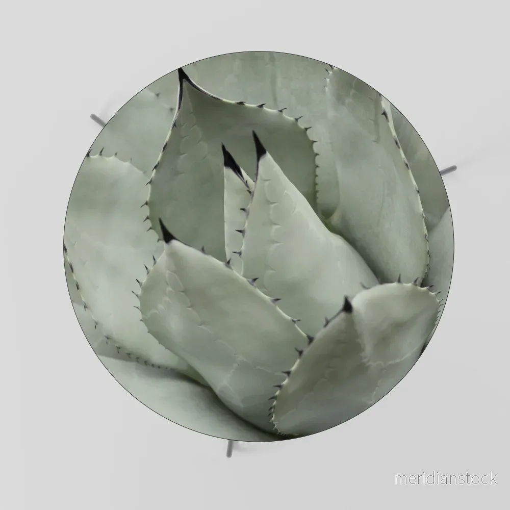 MYSTICAL SUCCULENT DREAM Soffbord - Bild 2
