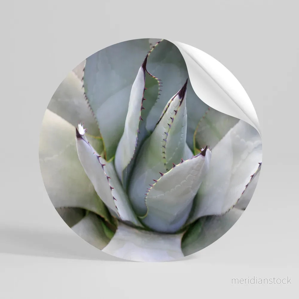 AGAVE ELEGANCE Rund väggdekal AGAVE ELEGANCE Rund väggdekal