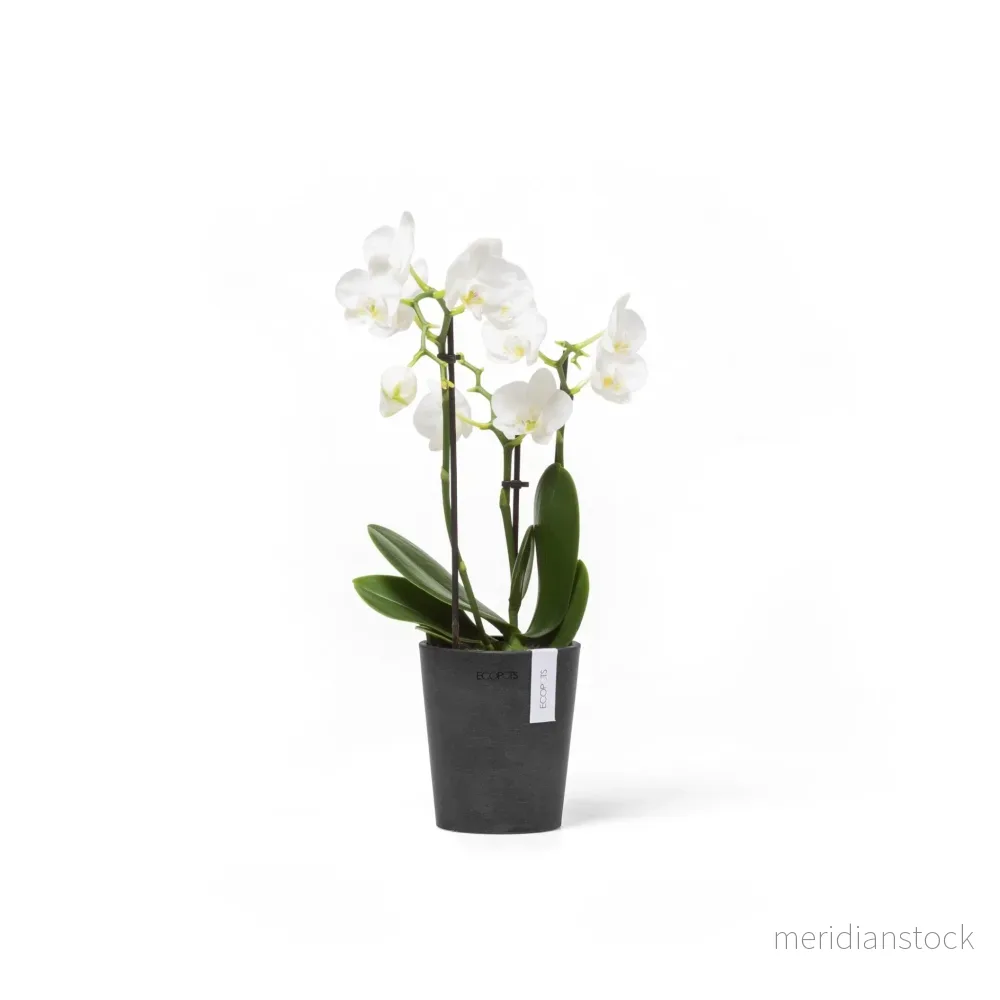 Kruka Morinda 11cm mörkgrå Kruka Morinda 11cm mörkgrå