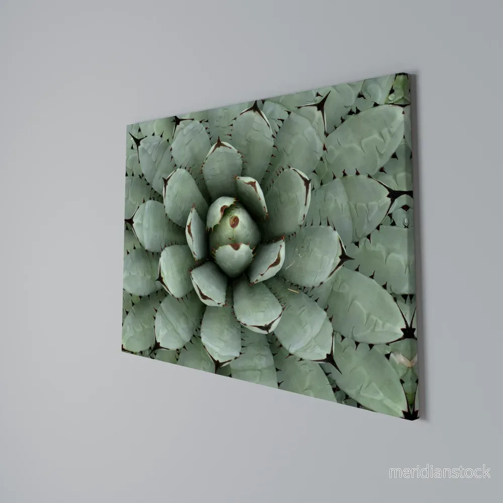 SUCCULENT SYMMETRY Horizontal Canvas Print - Bild 3